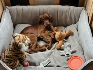 Fauna, Irish Setter, from Dublin, Ireland to Zurich, Switzerland