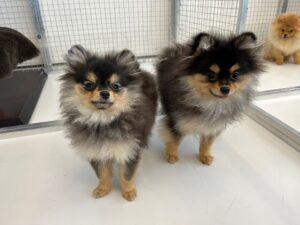 Fendy and Keyla, both Pomeranians, from Zurich, Switzerland to Singapore
