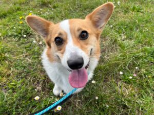 Gemma, Corgi, from San Franscico, USA to Basel, Switzerland