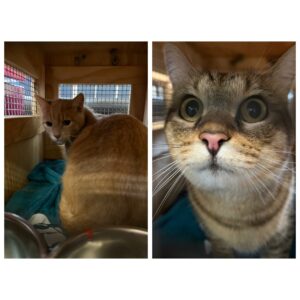 Gingy and Grace, from Johannesburg, South Africa to Zurich, Switzerland