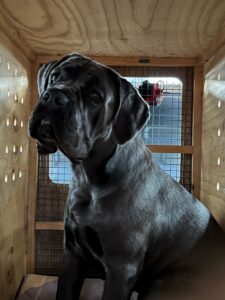 Gioia, Cane Corso, from Dornach, Switzerland to Mauritius