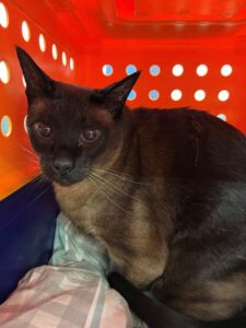 Gus, Siamese, from Zurich, Switzerland to Melbourne, Australia