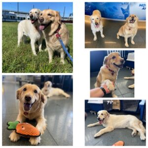 Hana and Maya, both Golden Retrievers, from Zurich, Switzerland to Hong Kong after summer holidays