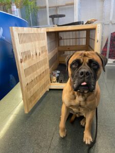 Harlow, Bull Mastiff, from Zurich, Switzerland to San José, Costa Rica