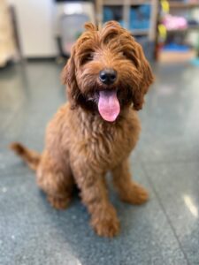 Haylay, Labradoodle puppy, from Vancouver, Canada to Zurich, Switzerland