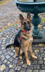 Hazel, German Shepherd, from Chicago, IL, USA to Basel, Switzerland