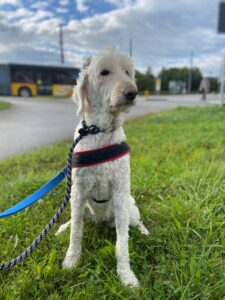Heidi, Labradoodle, from Frasses, Switzerland to Melbourne, Australia