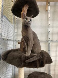 Henry, Russian Blue, from Geneva, Switzerland to Dubai, UAE