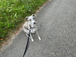 Hibou, Whippet, from Lausanne, Switzerland to Chicago, USA
