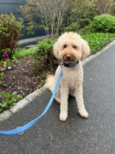 Hoagie, Labradoodle, from Oberrieden, Switzerland to Chicago, USA