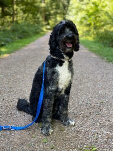 Hobbes, Labradoodle, from Lucerne to San Francisco