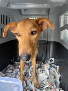 Honey, Saluki-Mix, together with Cooper, from Dubai, UAE to Messen, Switzerland