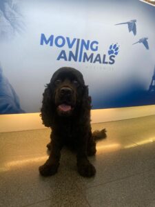 Hugo, American Cocker Spaniel, from Founex, Switzerland to Dubai, UAE
