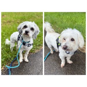 Jake, Bichon Mix and Finn, Maltese from Winterthur, Switzerland to Melbourne, Australia