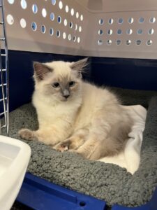 Jamira, Ragdoll kitten, together with her sister Jazlynn, from Zurich, Switzerland to Dubai, UAE