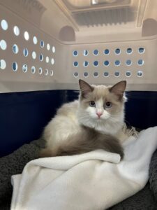 Jazlynn, Ragdoll kitten, together with her sister Jamira, from Zurich, Switzerland to Dubai, UAE