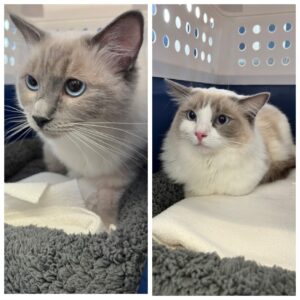 Jazlynn and Jamira, both Ragdoll, from Zurich, Switzerland to Dubai, UAE