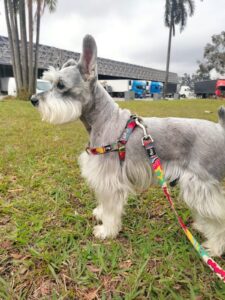 Jean-Pierre, Miniature Schnauzer, from Sao Paulo, Brazil to Lucerne, Switzerland