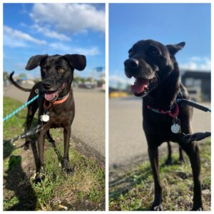 Josephine & Nina, both Labrador Mix, from San Francisco, CA, USA to Neuchatel, Switzerland