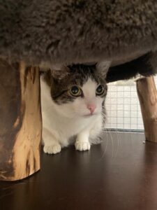 Jujuba, Domestic Shorthair, from Zurich, Switzerland to Asuncion, Paraguay