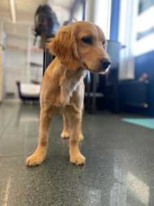 Juno, Cocker Spaniel, from Dublin, Ireland to Zurich, Switzerland