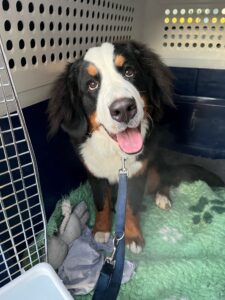 Jurina, Bernese Mountain Dog, from Konolfingen, Switzerland to Lagos Moreno, Mexico