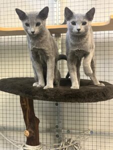 Kenzo & Bunny, Russian Blue, from Romanshorn, Switzerland to Singapore