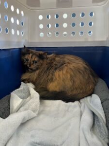 Knopa, Domestic Shorthair, traveling together with Emma, from Zurich, Switzerland to Melbourne, Australia