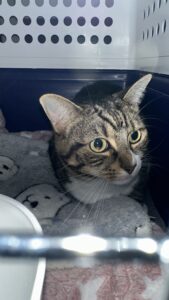 Kora, DSH, from Melbourne, Australia to Geneva, Switzerland