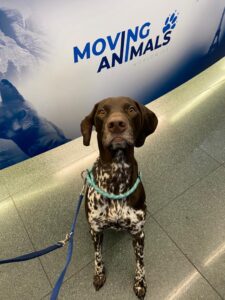 Lago, German Shorthaired Pointer, from Zurich, Switzerland to Melbourne, Australia