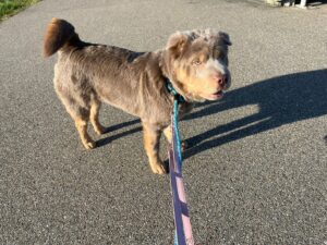 Lala Bear, Shar Pei, from Los Angeles, USA to Gstaad, Switzerland