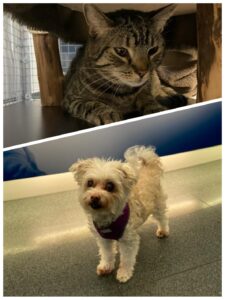 Lambert, Domestic Shorthair and Bella, Maltese Mix, from Jongny, Switzerland to Chicago, USA