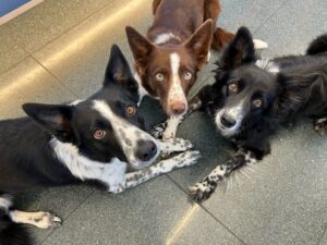 Leaf, Zimt and Kjube, all three Border Collies, from Zurich, Switzerland to Miami, USA