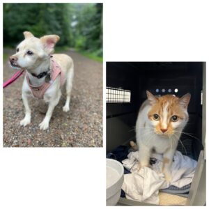 Leah, Chihuahua-Mix and Milo, DSH, from Basel, Switzerland to San Francisco, USA