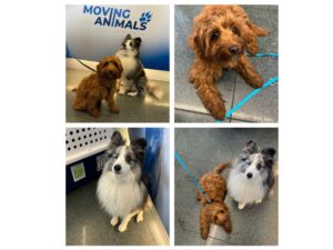 Lenny, Sheltie and Yumi, Labradoodle, from Reinach, Switzerland to Toronto, Canada