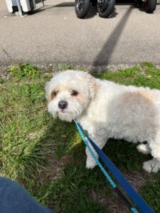 Lila, Bichon Frisee Mix, from New York, NY to Basel, Switzerland
