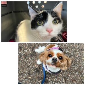 Lilly, Domestic Shorthair and Pixie, Cavalier King Charles Spaniel, from Basel, Switzerland to Takoma Park, MD, USA