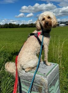 Lilo, Poodle Mix, from Territet, Switzerland to Melbourne, Australia