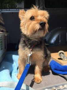Lion, Silky Terrier, from Basel, Switzerland to Atlanta, USA