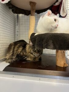 Livsi, Maine Coon and Pushel, Scottish Fold, from Fribourg, Switzerland to Melbourne, Australia