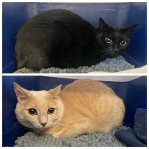 Louis & Laini, both Domestic Shorthair, from Zurich, Switzerland to Auckland, New Zealand