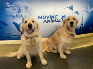 Lucas and Hardy, Golden Retrievers, from Zurich, Switzerland to Austin, USA