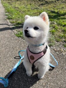 Lucky, Pomeranian, from Zurich, Switzerland to Abu Dhabi, UAE