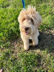 Luffy, Australian Labradoodle, from Salt Lake City, USA to Prangins, Switzerland