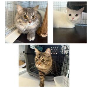 Luigi, Felix and Mars, from Malters, Switzerland to Dallas TX, USA