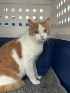 Luna, Domestic Shorthair, from Lausanne, Switzerland to Dubai, UAE