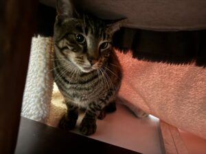 Luna, Domestic Shorthair, from Miglieglia, Switzerland to Panama City, Panama