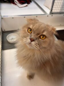 Lytchee, Highland Fold, from Chene Bougeries, Switzerland to Toronto, Canada