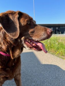 Maggie, Labrador, from Chardonne, Switzerland to Buffalo, USA