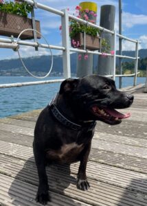 Maggie, Staffordshire Bullterrier, from Santiago de Chile, Chile to Zug, Switzerland